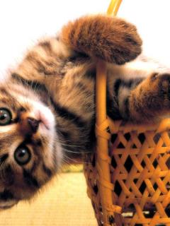 Other Wallpapers 0556